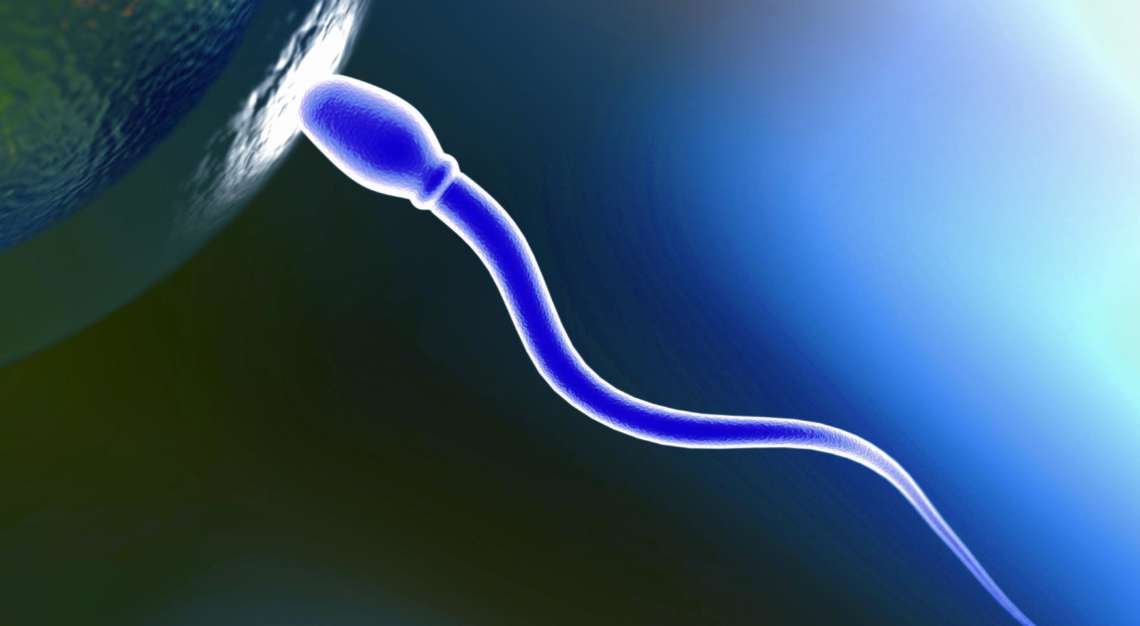 sperm 1 1140x626 - My Fertility Path